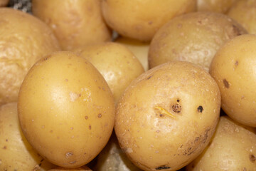 Close up of boiled salad baby potatoes cooked