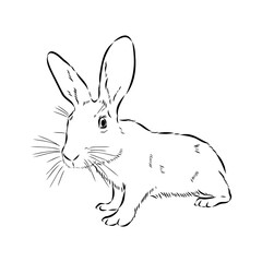 Wild Hare, Hand-Drawn Vector, Graphic Style, Abyssinian hare, vector sketch