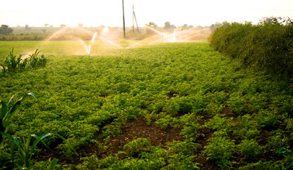 Fresh Green Chickpeas field, India.