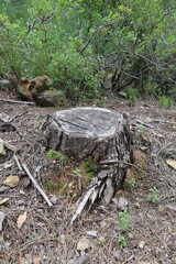 Tree stump forest. High quality photo