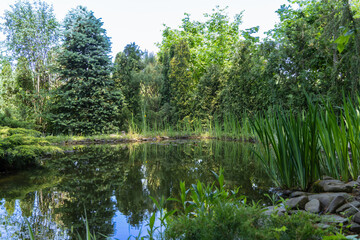 Magic pond is located in evergreen landscaped garden. Spruce, thuja and other evergreen plants on shore are reflected in water surface of pond. Atmosphere of relaxation, calm and happiness