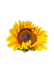 Obraz premium A bright sunflower head with vivid yellow petals and a detailed brown seed center, isolated against a white background.