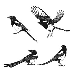 Magpie, flying bird, set. Hand drawn vector illustration on white background