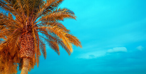 Palm tree against a blue sky. Tropic landscape. Beautiful tropical nature. Horizontal banner