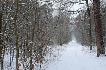 Peaceful forest landscape for walking and relaxing in winter. Bicycle tire tracks in the snow.