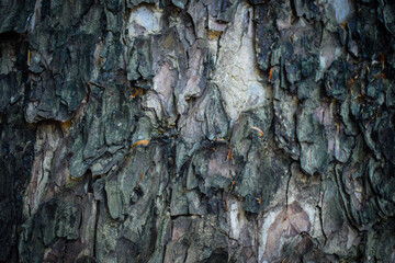 Close-up shots reveal the tiny details that are often overlooked, like small cracks and knots.  