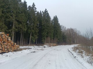 Road in forest in Siauliai county during cloudy winter day. Oak and birch tree woodland. Cloudy day...