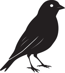 crow on a white background