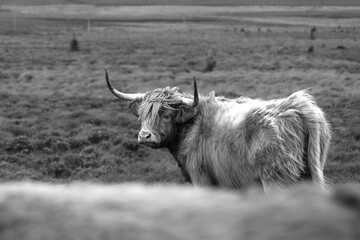 A black and white close up of Highland cows in the Highlands, Scotland