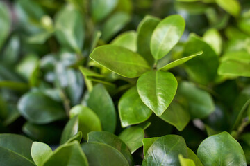Vibrant green leaves with glossy texture in natural garden setting.