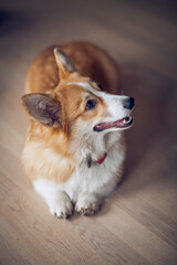 Portrait of a charming Pembroke Corgi dog
