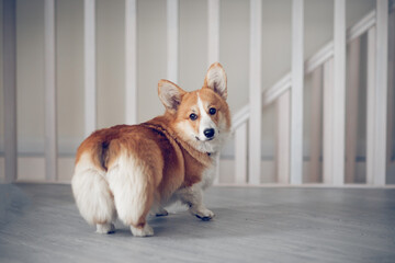 Portrait of a charming Pembroke Corgi dog