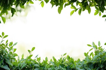 Obraz premium Lush green leaves framing a bright white space for creative text application and design mock up. Generative AI