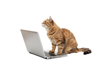 A tabby cat perches on a laptop, staring upward inquisitively. The contrast between its small size and the laptop adds a humorous charm to the image, isolated on a transparent background