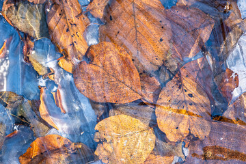 Frozen puddle in a forest. Shallow water frozen over autumn vegetation, top view, close up shot, no people
