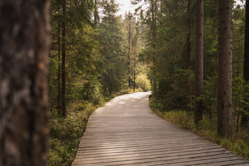 Fototapeta premium Mitten durch den Wald