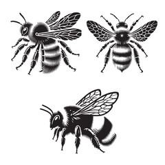 High-Quality Monochrome Vector Silhouettes of the Red-tailed Bumblebee Isolated on a White Background