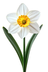 Fototapeta premium a daffodils isolated on transparent background