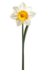 Obraz premium a daffodils isolated on transparent background