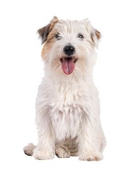 Happy brown with white Jack Russell dog, sitting up facing front. Looking towards camera with...