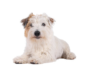 Happy brown with white Jack Russell dog, laying down side ways. Looking towards camera mouth closed. Isolated cutout on a transparent background.