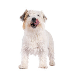 Happy brown with white Jack Russell dog, standing up facing front. Looking towards camera with tongue out licking mouth. Isolated cutout on a transparent background.