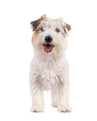 Happy brown with white Jack Russell dog, standing facing front. Looking towards camera with tongue out. Isolated cutout on a transparent background.
