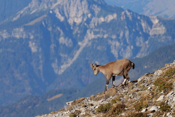 Steinbock Seitenansicht Berg Vorarlberg Österreich