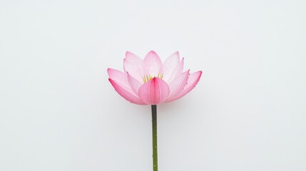 A delicate pink lotus flower stands elegantly against a minimalist white background, symbolizing beauty and tranquility.