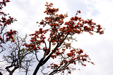 Palash flower tree, Butea Monosperma or palash flower