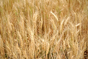 Wheat field. Ears of golden wheat close up.