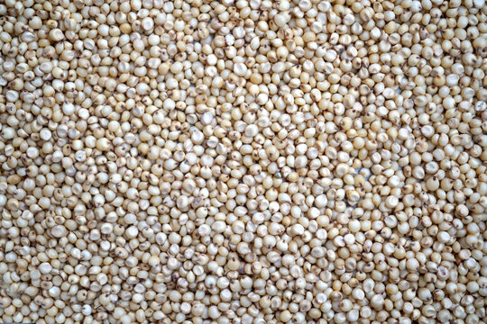 Sorghum grains seeds, grains background texture.