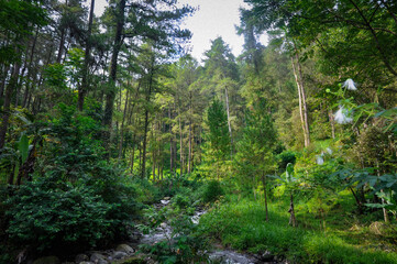Tall trees and dense foliage create a canopy of shade, while ferns and other undergrowth carpet the...