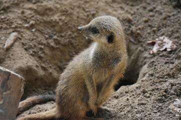 Meerkat on sandy terrain
