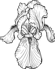 Blooming iris flower head front view. Garden plant. Anemone flower. Vector illustration in hand drawn sketch doodle style. Line art graphic wildflower isolated on white. Design for coloring book