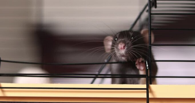 Domestic rat in a cage holds food with its paws and eats. A rodent with whiskers, a tail, and whitefooted mice is sitting in a cage, gazing out the window. It may be a pet or a pest like packrats