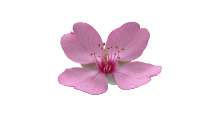 Fototapeta premium Delicate pink flower display natural setting transparent background close-up floral beauty