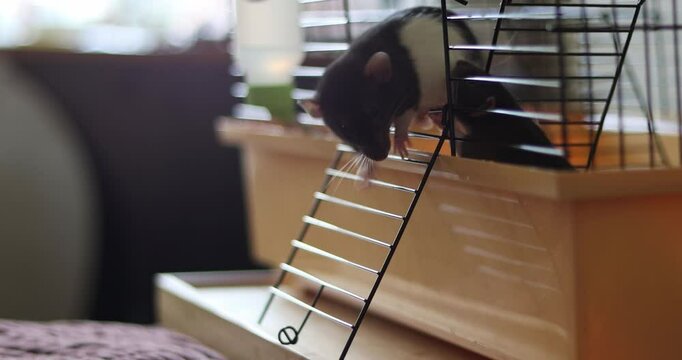 Domestic rat in a cage go out and want walking, playing. A rodent with whiskers, a tail, and whitefooted mice is sitting in a cage, gazing out the window. It may be a pet or a pest like packrats
