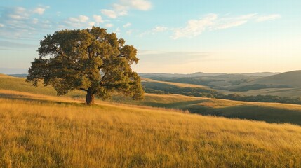 Obraz premium Solitary Oak Tree in Golden Grassy Landscape