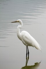 Fototapeta premium Graceful white egret stands in calm water, reflecting its elegant form on a serene day