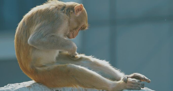 Agra, Uttar Pradesh, India. Slow Motion Monkey Sit Edge Of Roof And Combs Itself In Search Of Fleas. Animal Life In Urban Environment. Bonnet Macaque - Macaca Radiata Or Zati. Animal Life. Indian