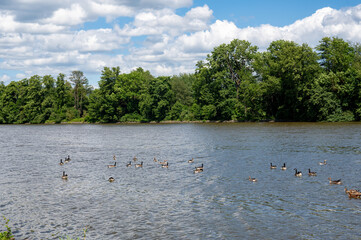 Many Canada geese ( Branta canadensis ) swimming in the water near the river bank with sky