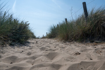 Path through the dunes with fence and beach grass on the North Sea coast