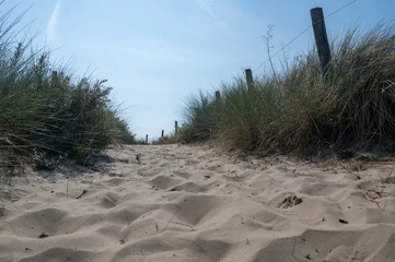 Path through the dunes with fence and beach grass on the North Sea coast