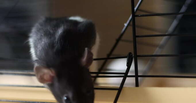 Domestic rat in a cage go out and want walking, playing. A rodent with whiskers, a tail, and whitefooted mice is sitting in a cage, gazing out the window. It may be a pet or a pest like packrats
