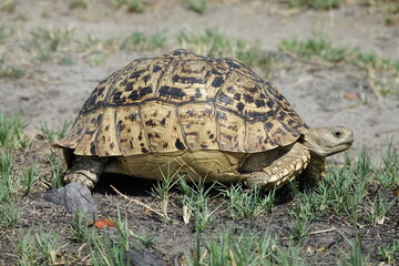 Leopard tortoise in the Khwai Region, Okavango Delta