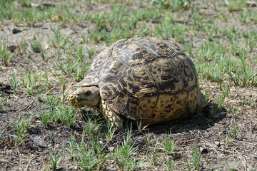 Leopard tortoise in the Khwai Region, Okavango Delta