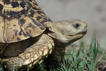 Leopard tortoise in the Khwai Region, Okavango Delta