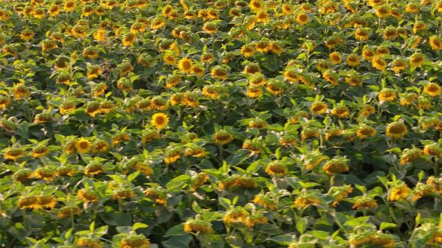 A Sea of Sunflowers Glowing in the Light, buin, metropolitan region, Chile