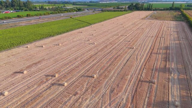 Scenic Views of Sunflower Plantations, buin, metropolitan region, Chile